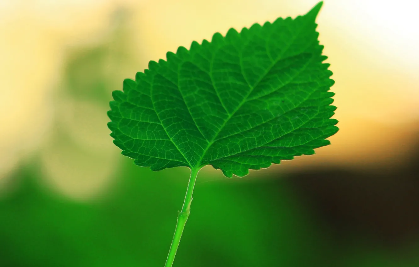 Photo wallpaper summer, leaves, nature, paint