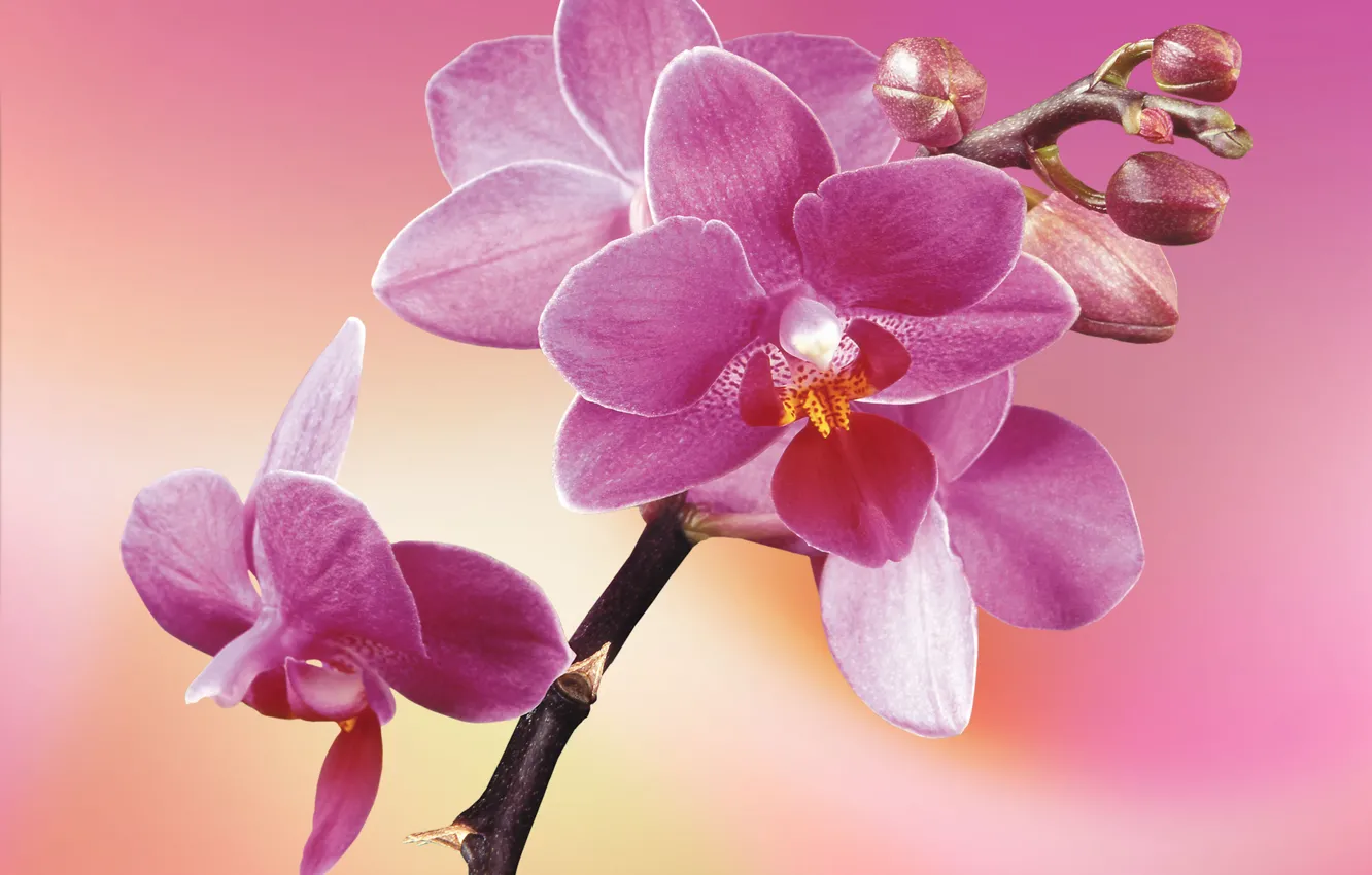Photo wallpaper flowers, petals, orchids, blooming