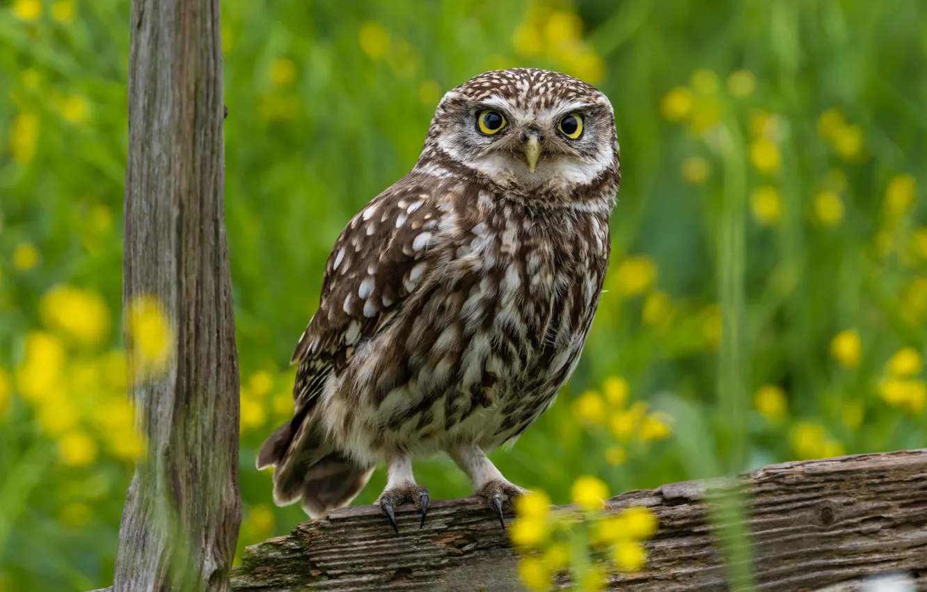 Photo wallpaper greens, grass, look, flowers, owl, bird, Board, the fence
