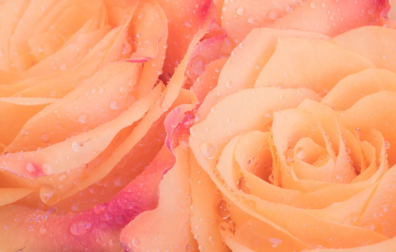 Photo wallpaper drops, petals, roses