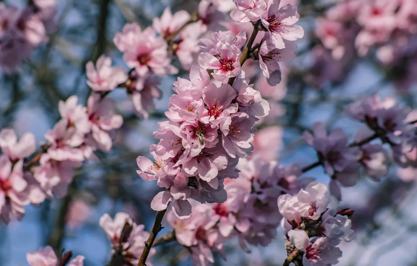 Photo wallpaper branches, tree, Sakura, flowers