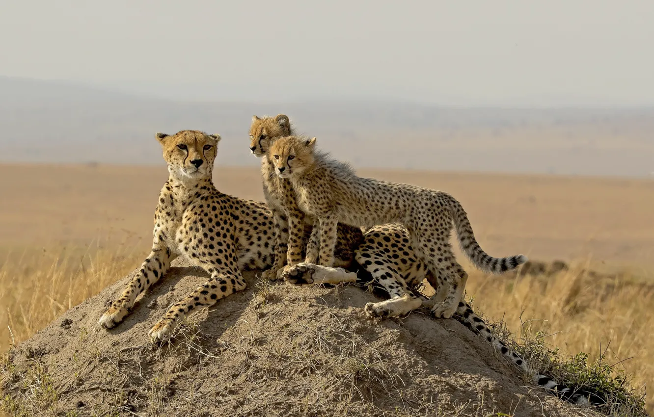 Photo wallpaper nature, family, cheetahs