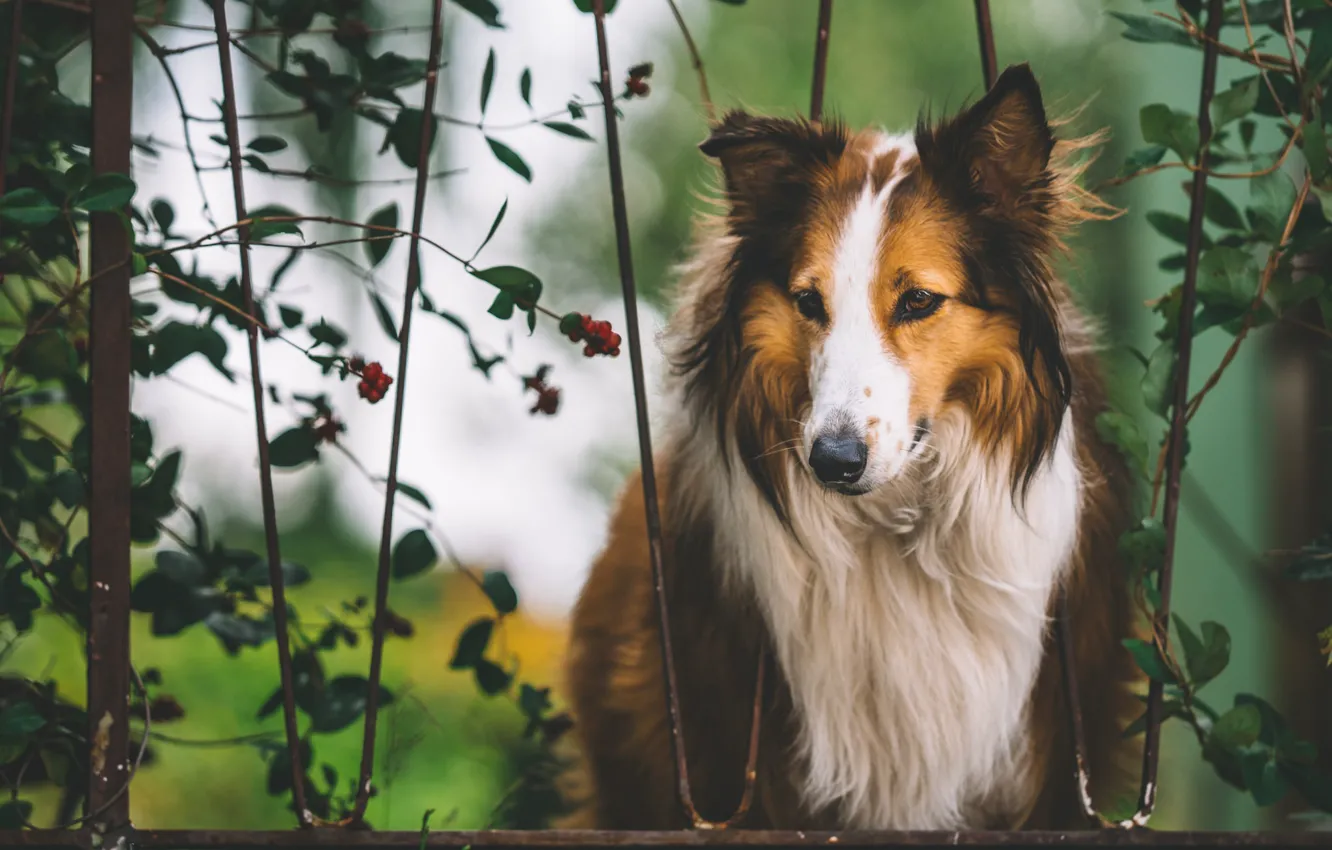 Photo wallpaper look, each, dog