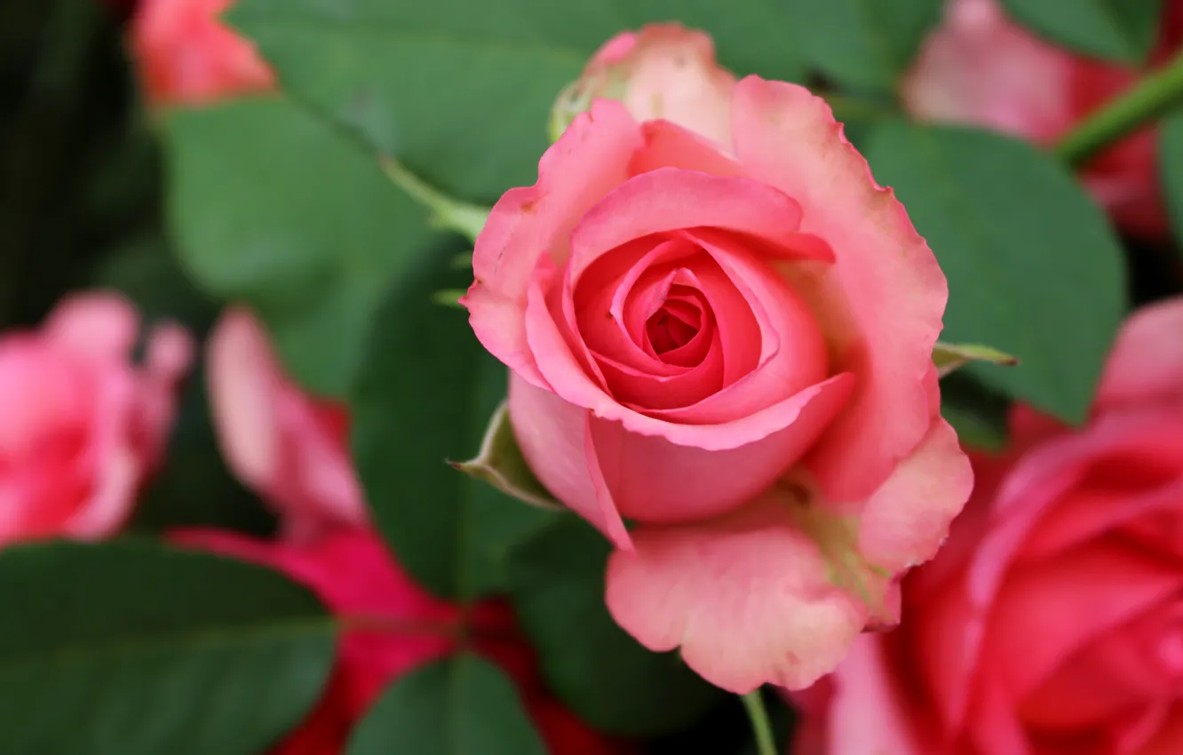 Photo wallpaper flowers, roses, pink, buds, bokeh