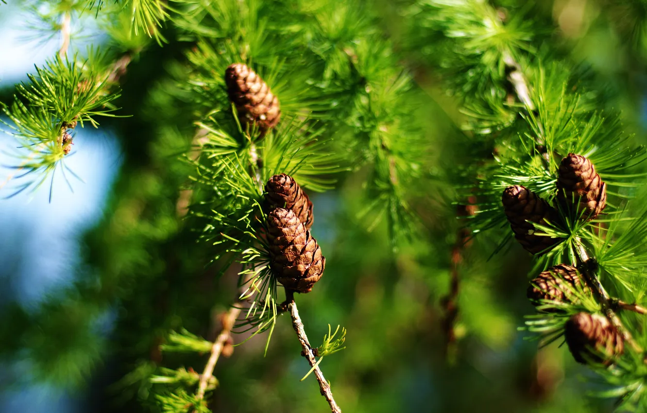 Photo wallpaper branches, spruce, bumps