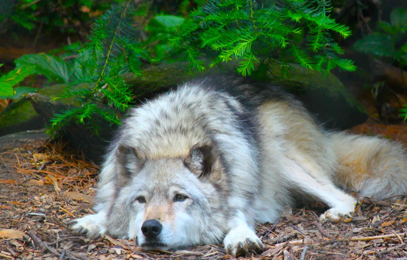 Photo wallpaper look, trees, background, animal, stay, paws, lies