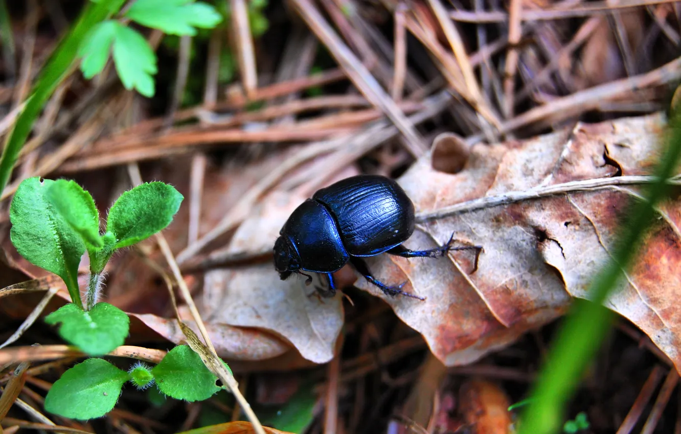 Photo wallpaper leaves, beetle, spring