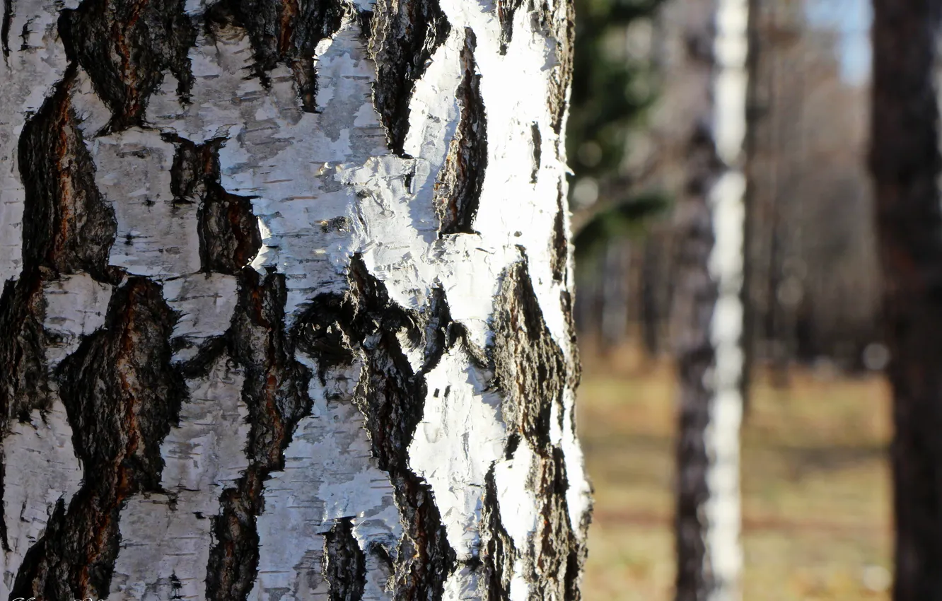 Photo wallpaper trees, Russia, bark, birch