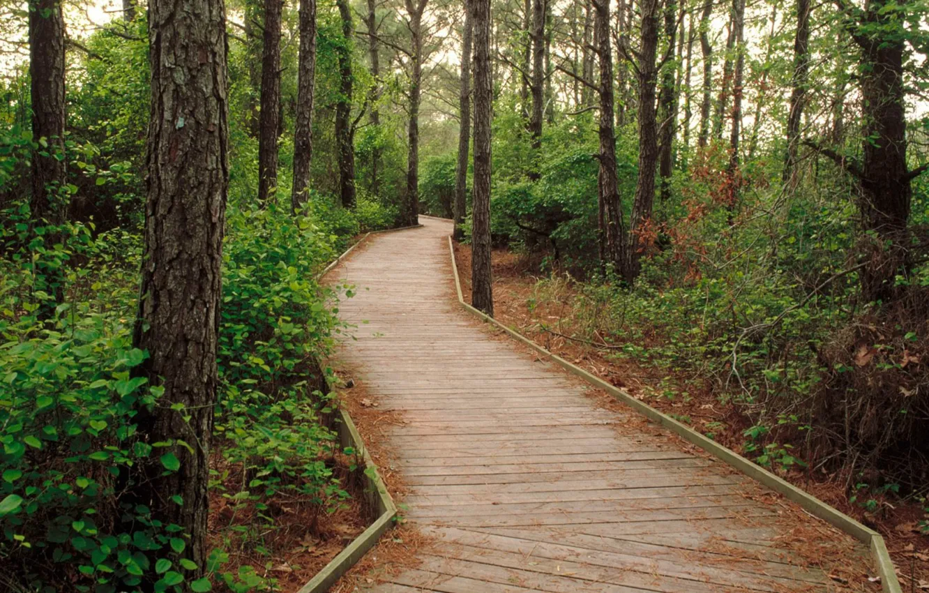 Photo wallpaper forest, trees, track, forest