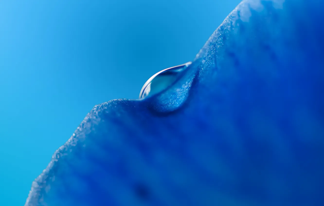 Photo wallpaper drops, blue, blue, drop, background, macro, leave