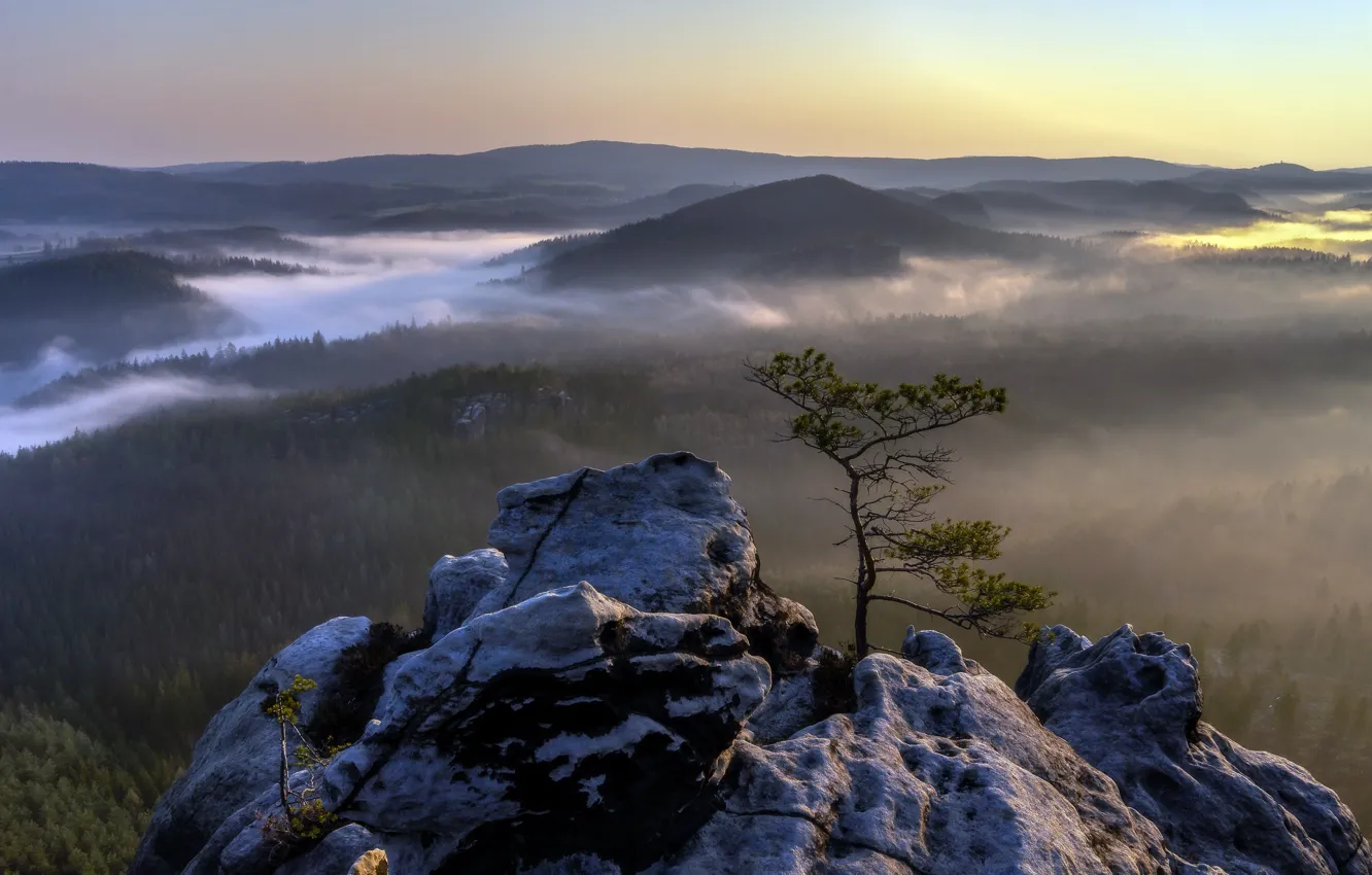 Photo wallpaper fog, tree, mountain, morning