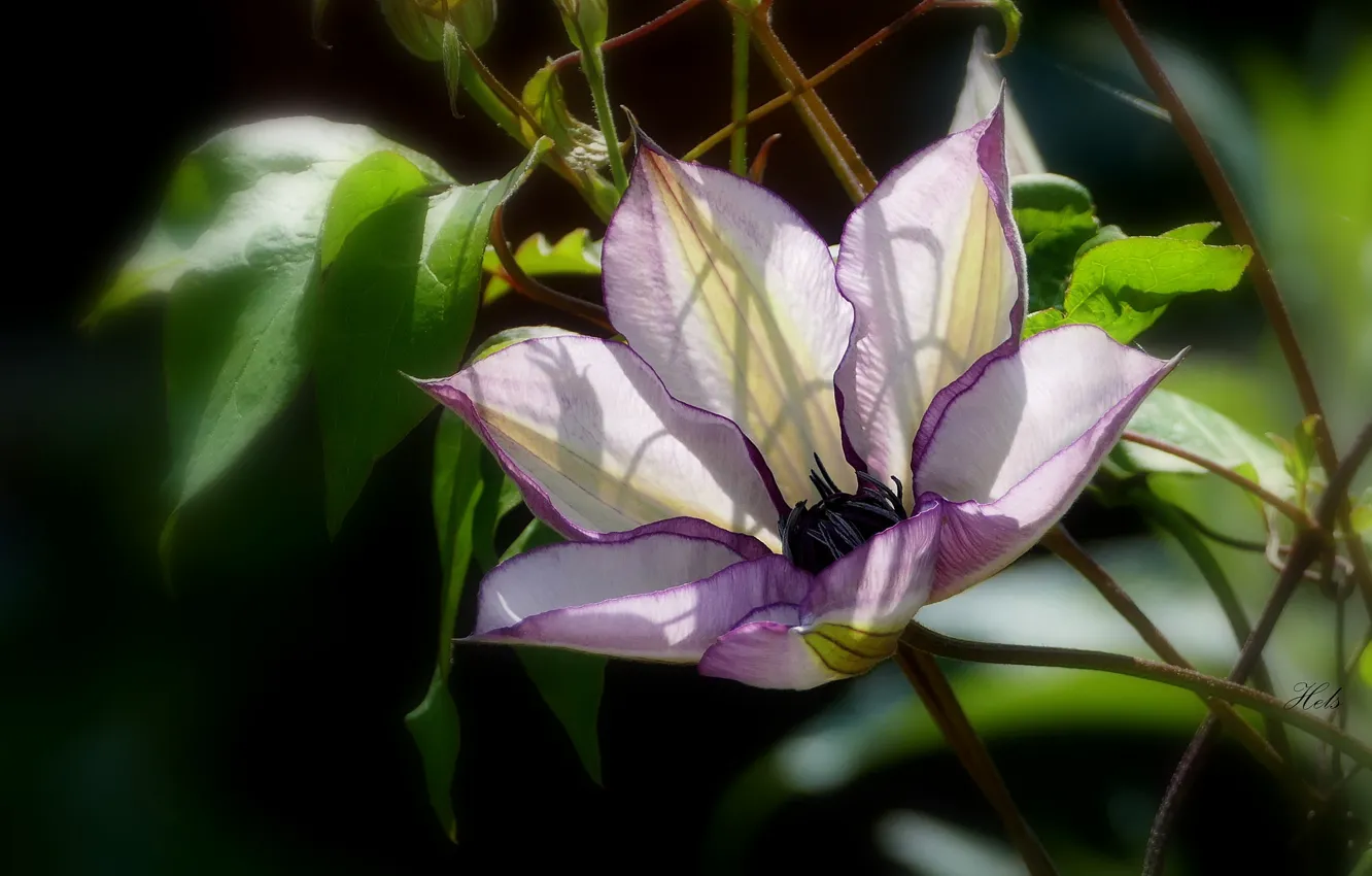 Photo wallpaper flowers, lilac, clematis