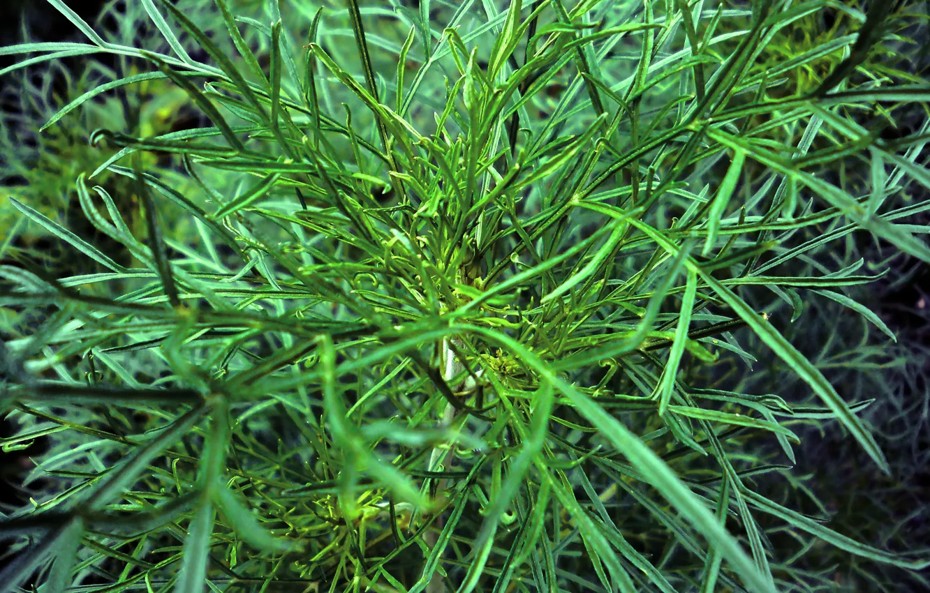 Photo wallpaper grass, macro, green, barb
