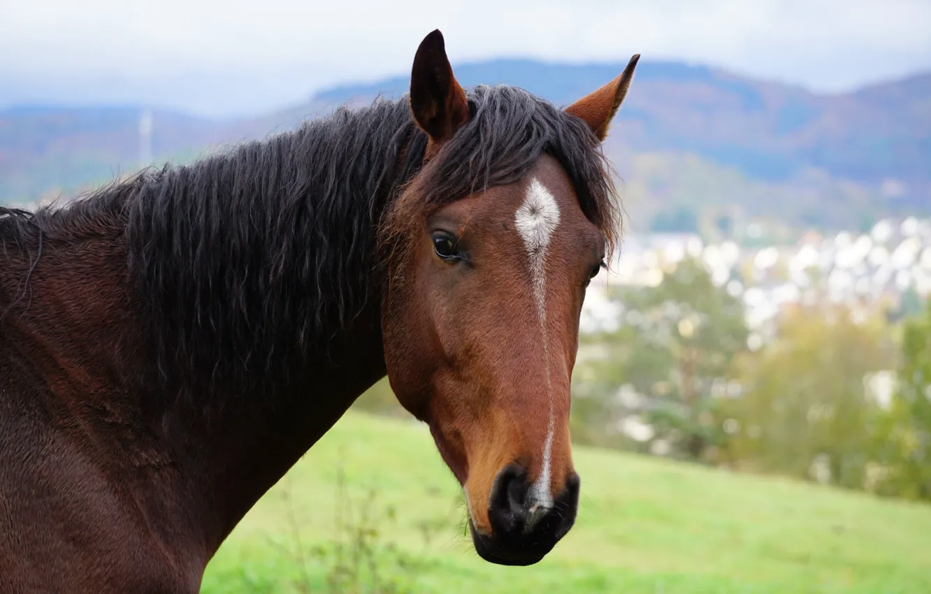 Photo wallpaper look, face, nature, horse, horse, portrait