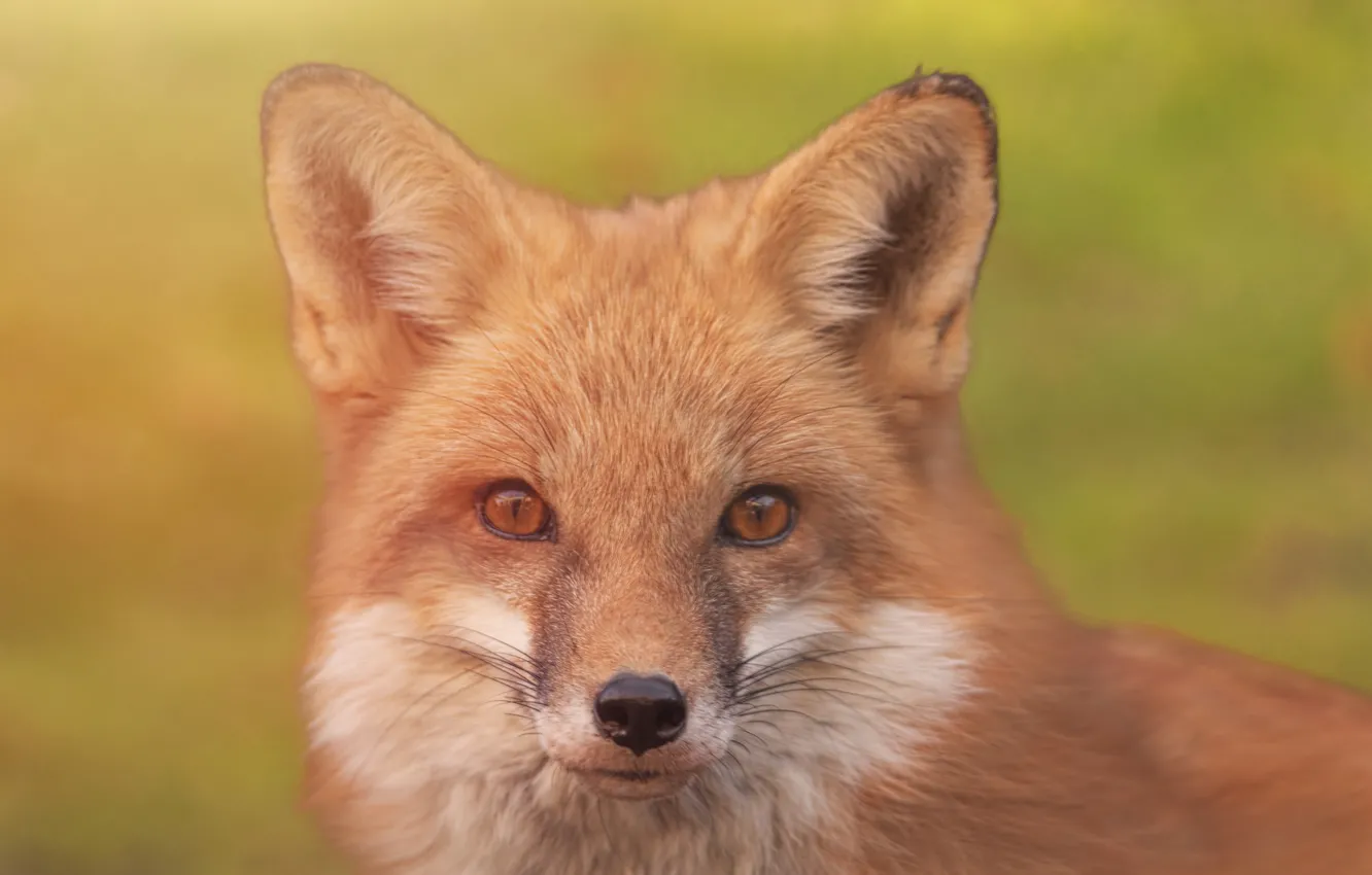 Photo wallpaper look, face, background, portrait, Fox, red