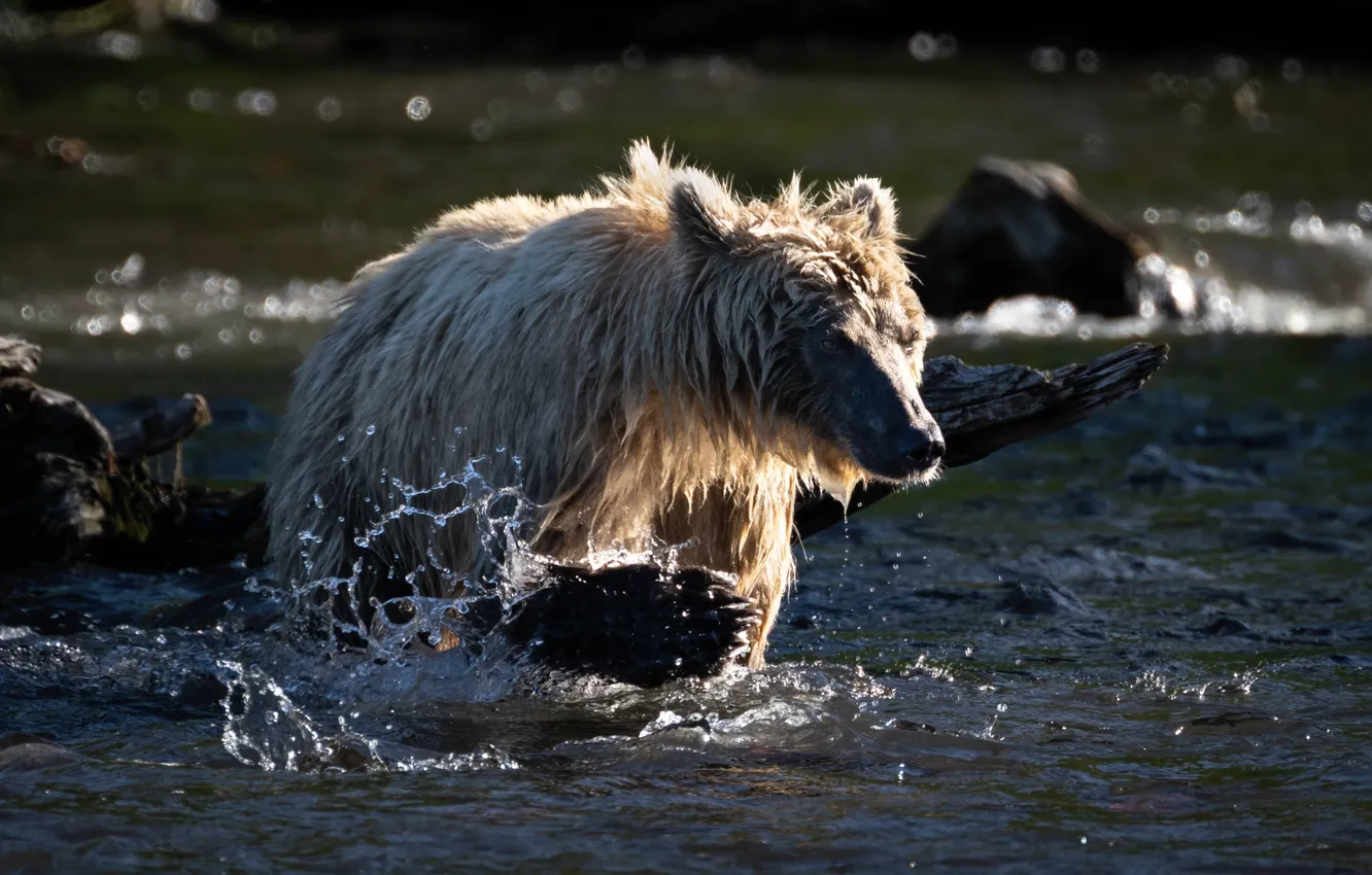 Photo wallpaper bear, bathing, pond