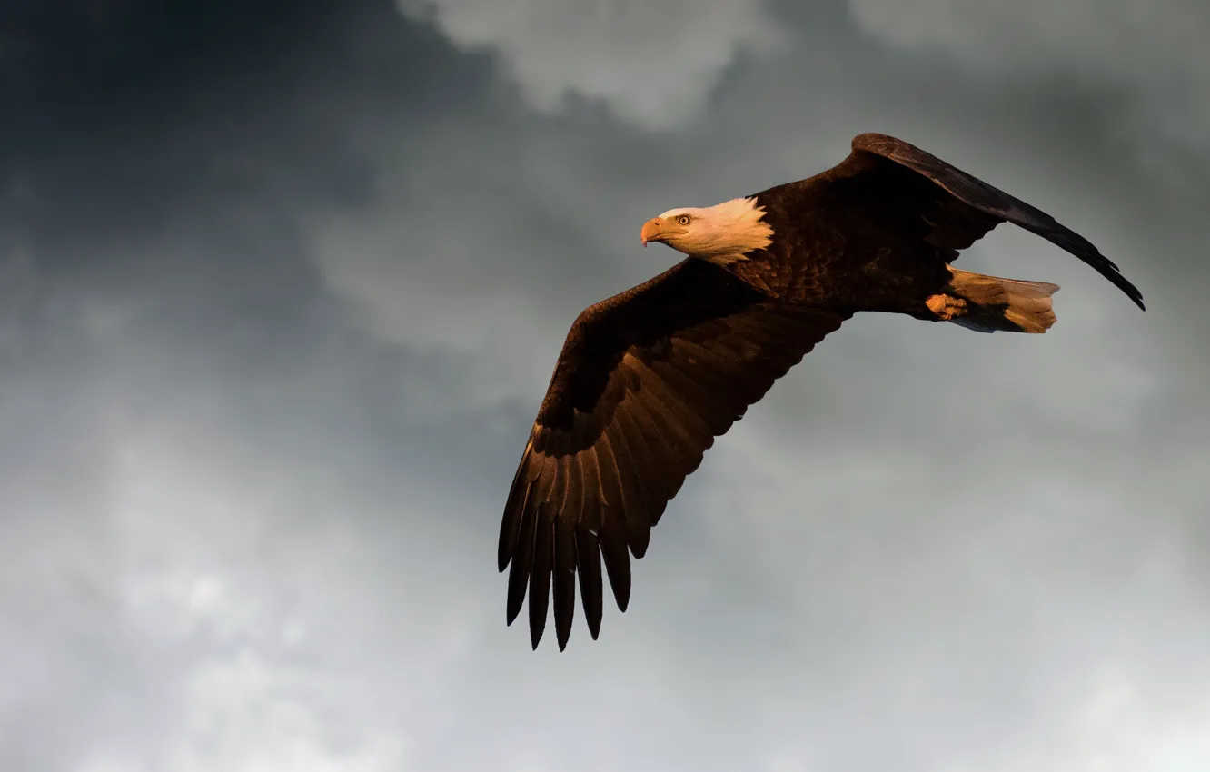 Photo wallpaper the sky, clouds, flight, background, bird, eagle, wings, predatory