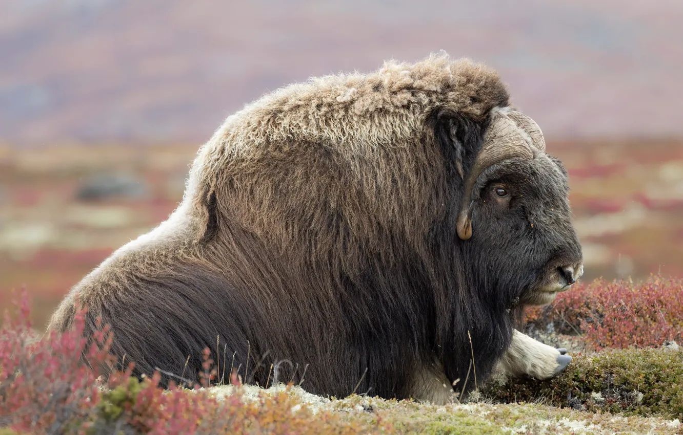 Photo wallpaper autumn, look, face, glade, lies, bokeh, bull, bushes