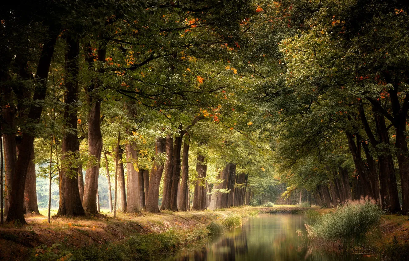 Photo wallpaper nature, Park, channel