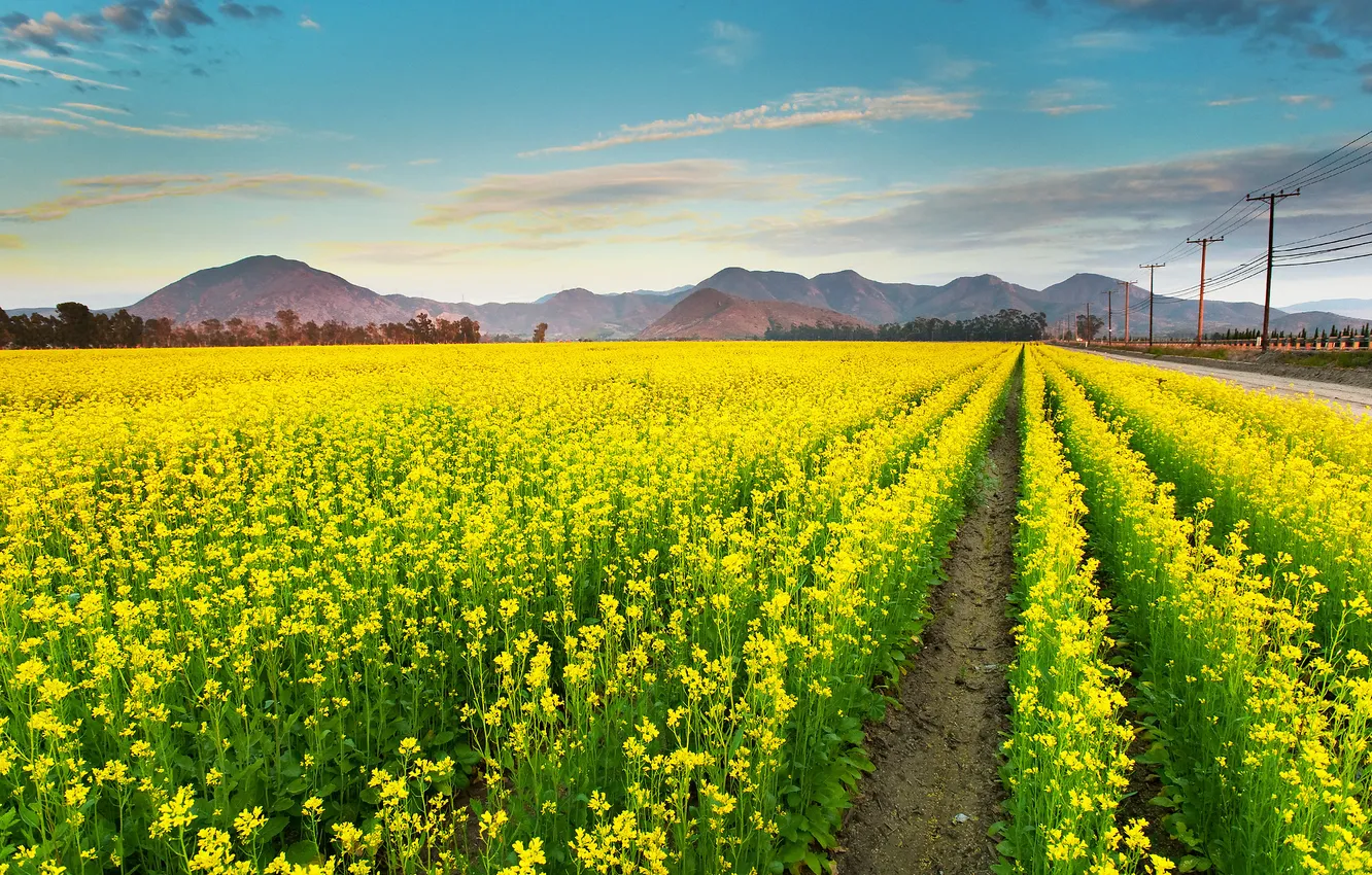 Photo wallpaper field, flowers, meadow, track, rape, rapeseed field