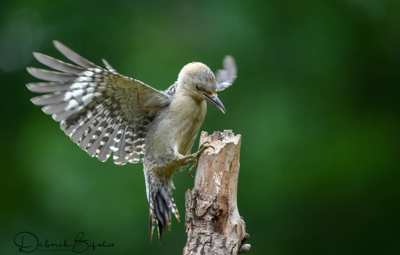 Photo wallpaper background, bird, wings