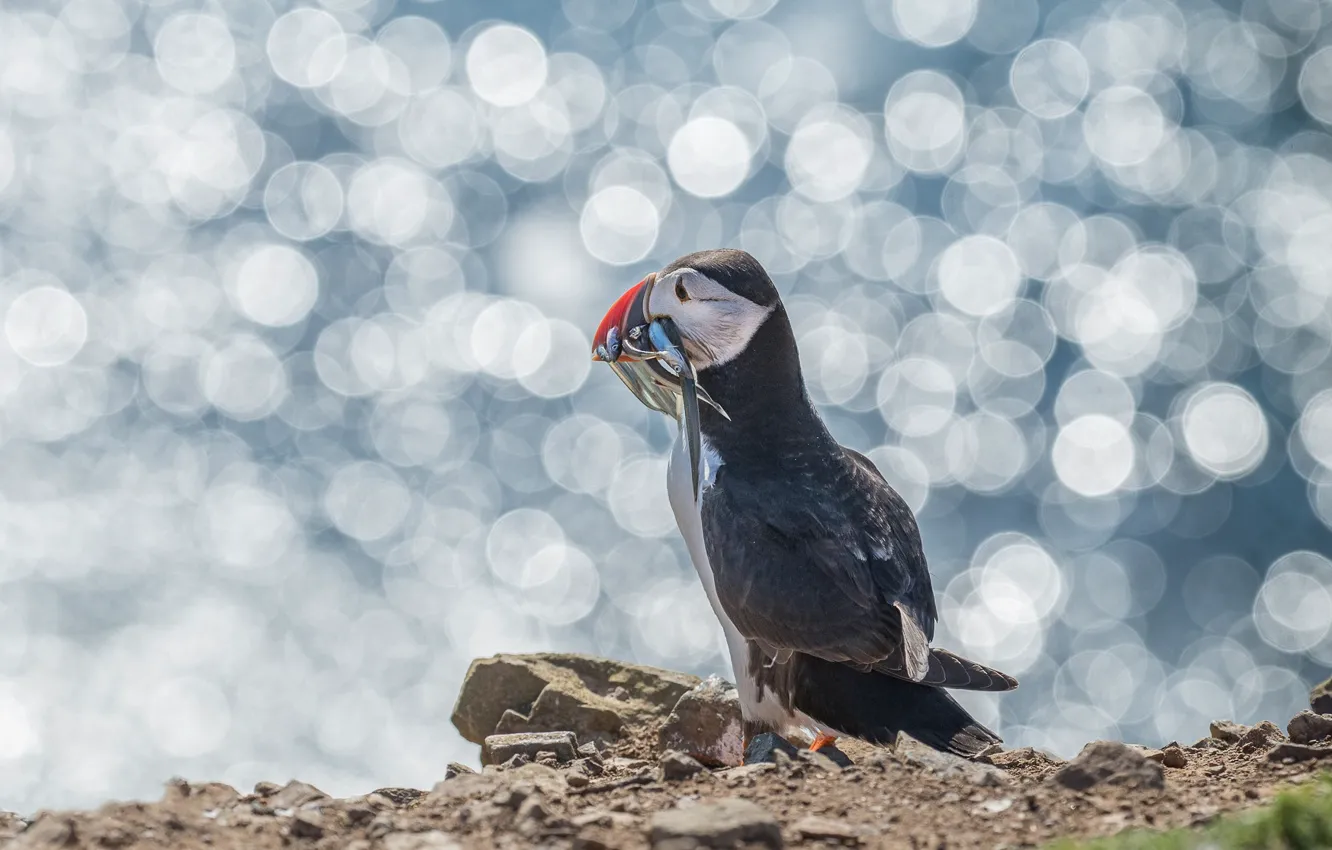 Photo wallpaper light, stones, bird, fish, stalled, bokeh, mining