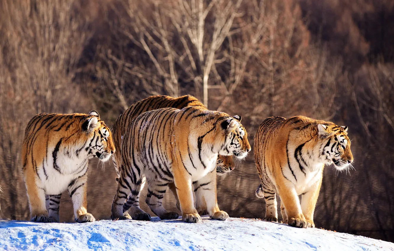 Photo wallpaper forest, tiger, walk