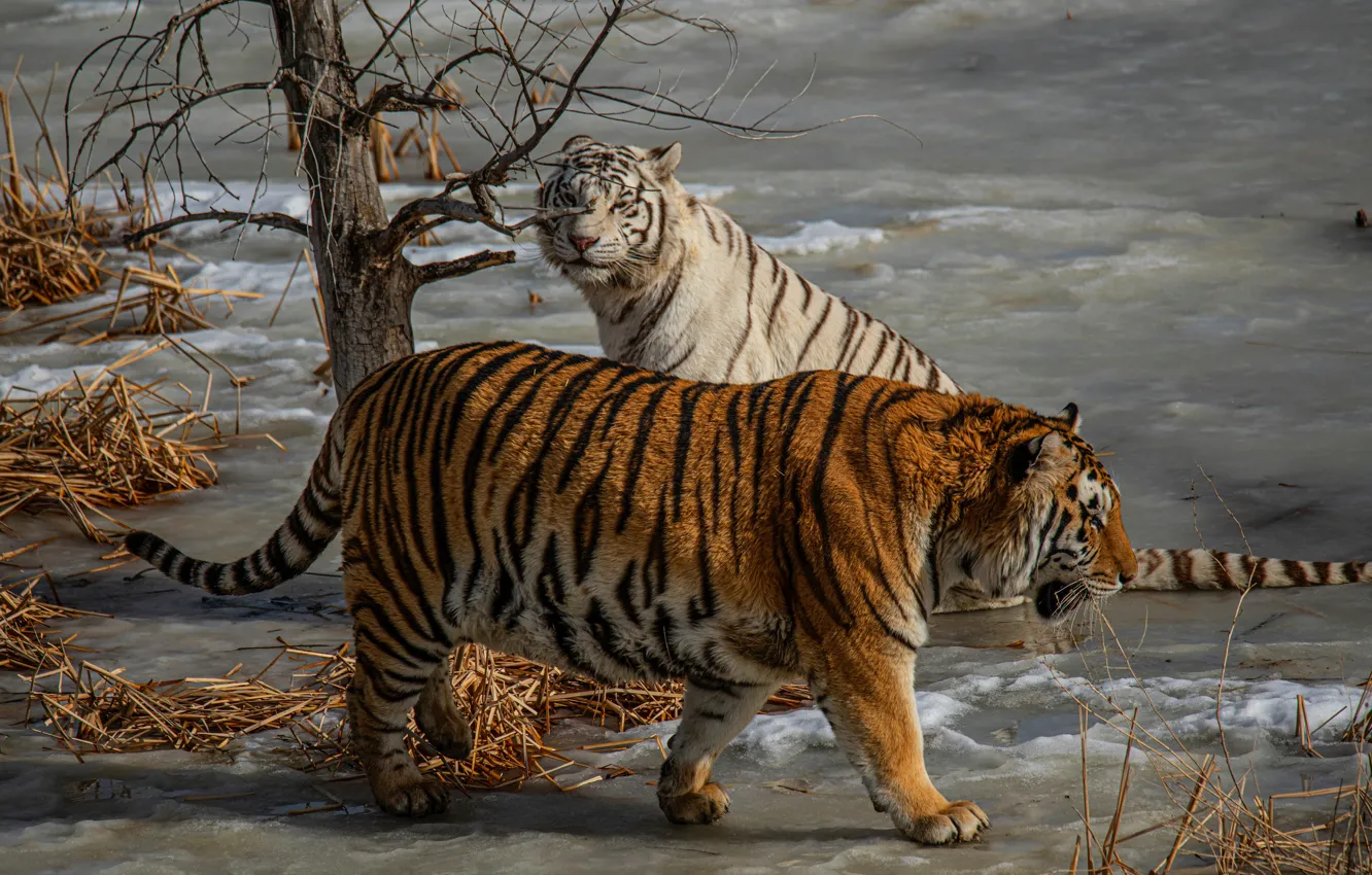 Photo wallpaper ice, winter, white, snow, trees, nature, tiger, shore