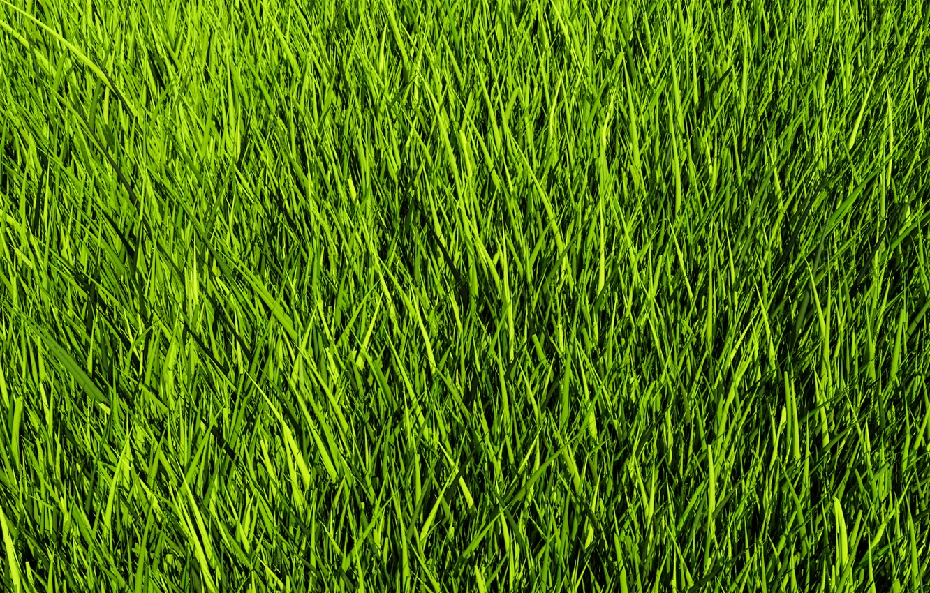 Photo wallpaper greens, grass, nature, texture, GRASS TEXTURE