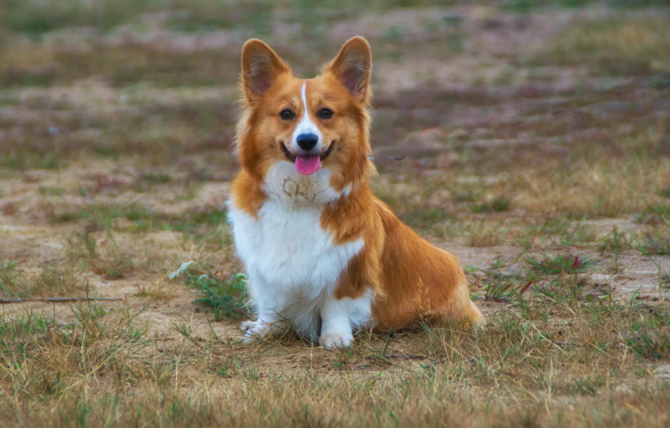 Photo wallpaper puppy, Corgi, Welsh Corgi