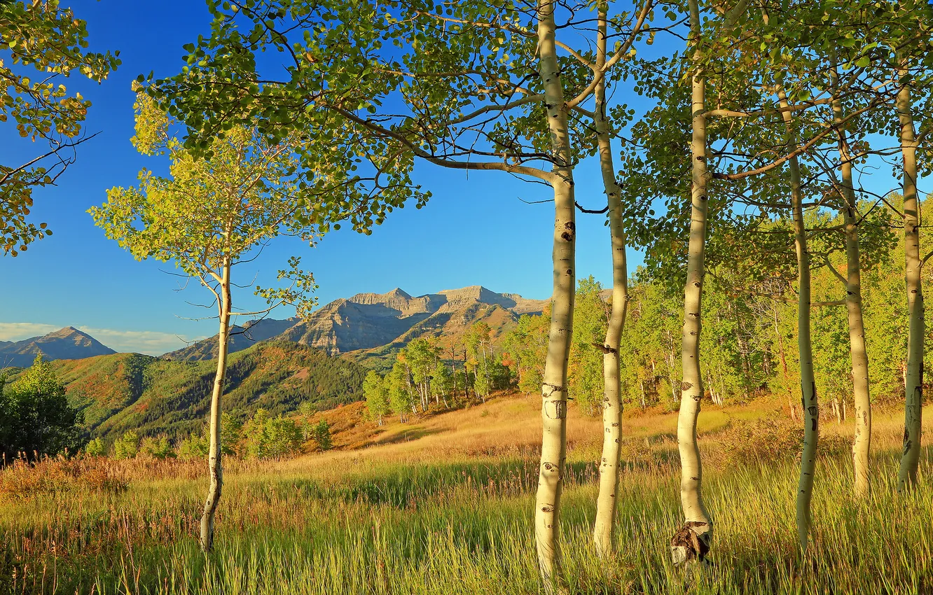 Photo wallpaper autumn, leaves, trees, mountains, slope, Colorado, USA, aspen