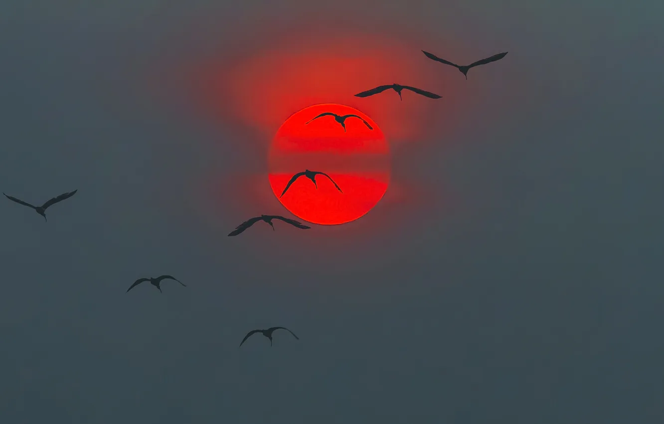 Photo wallpaper the sky, the sun, sunset, birds