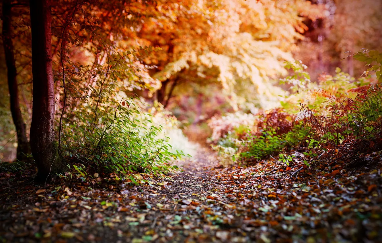 Photo wallpaper autumn, light, nature