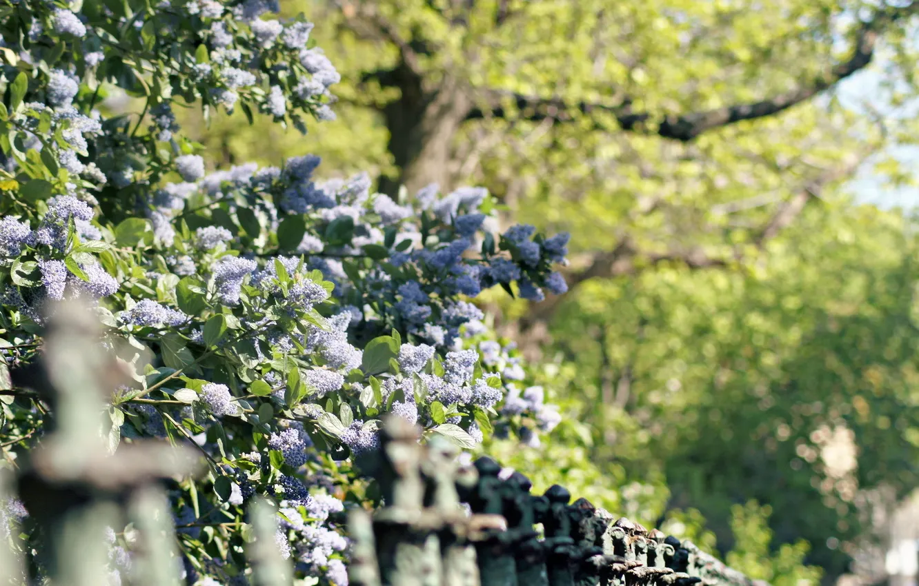 Photo wallpaper summer, the city, the fence, lilac