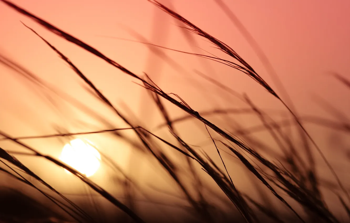 Photo wallpaper the sky, grass, the sun, macro, sunset, plant, color, silhouette
