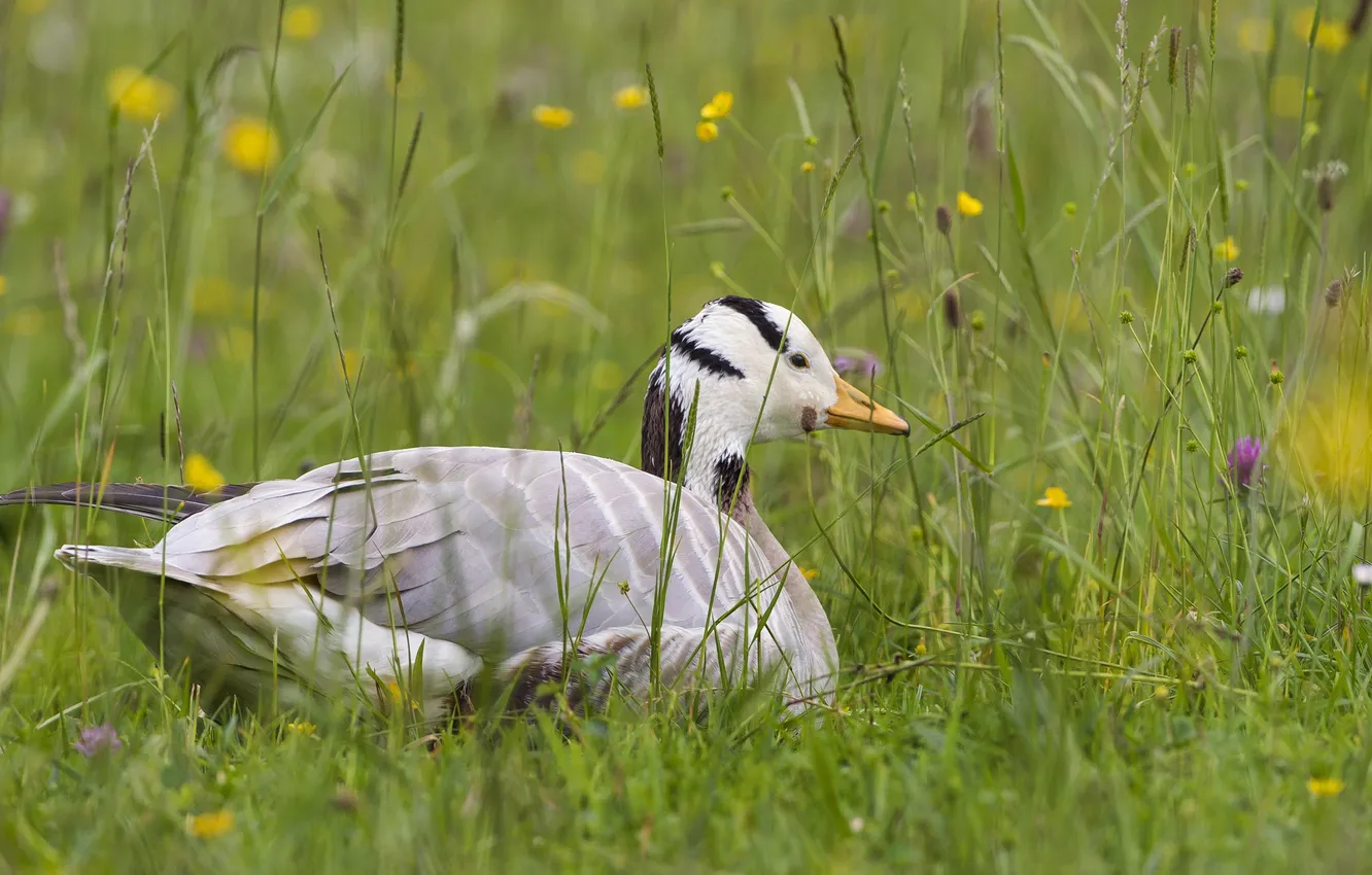 Photo wallpaper grass, bird, duck, ©Tambako The Jaguar