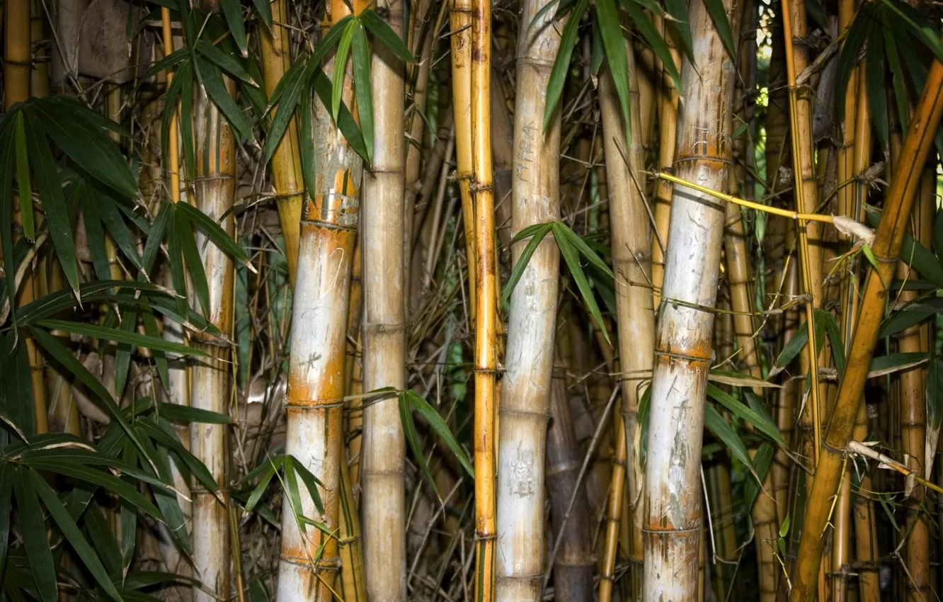 Photo wallpaper leaves, bamboo