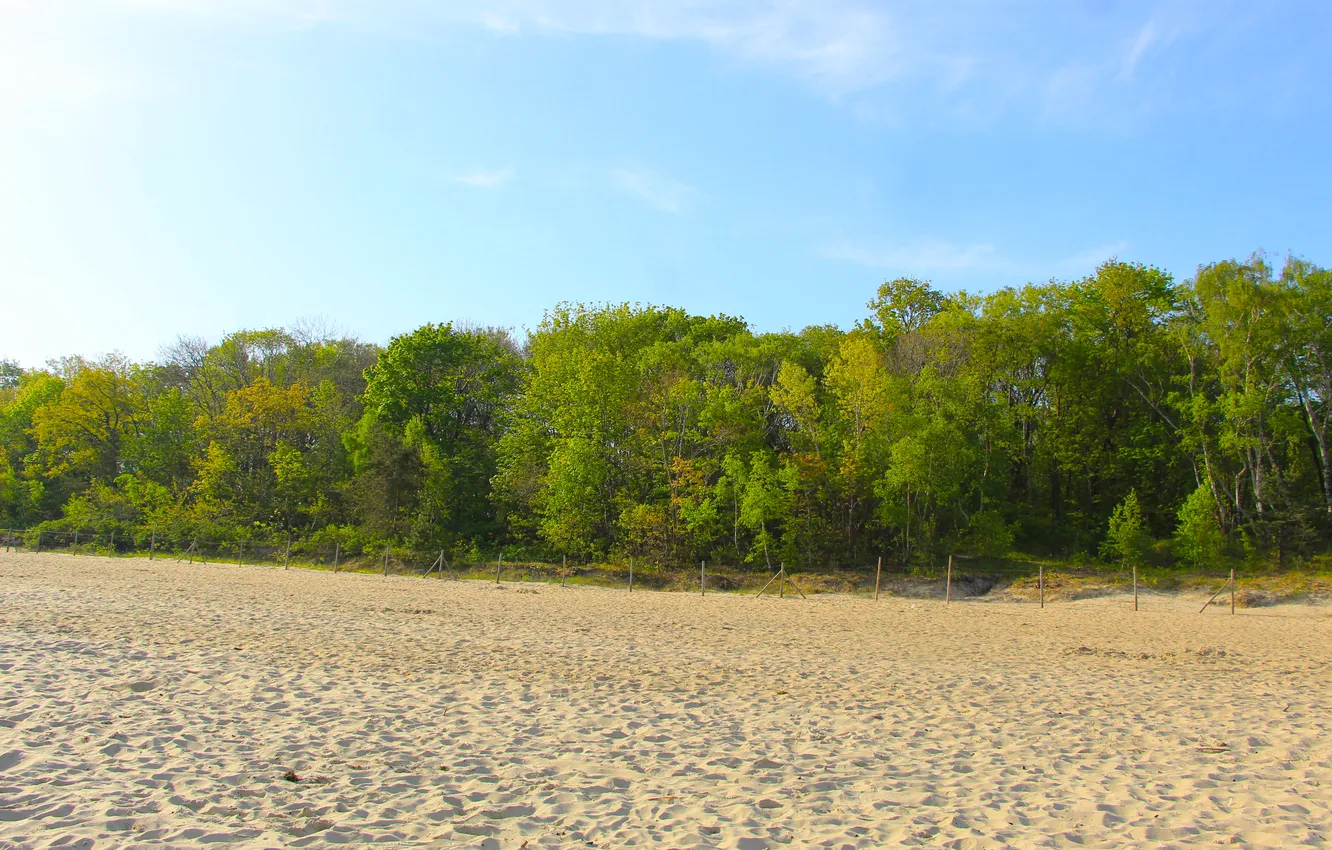 Photo wallpaper beach, sky, trees, sand