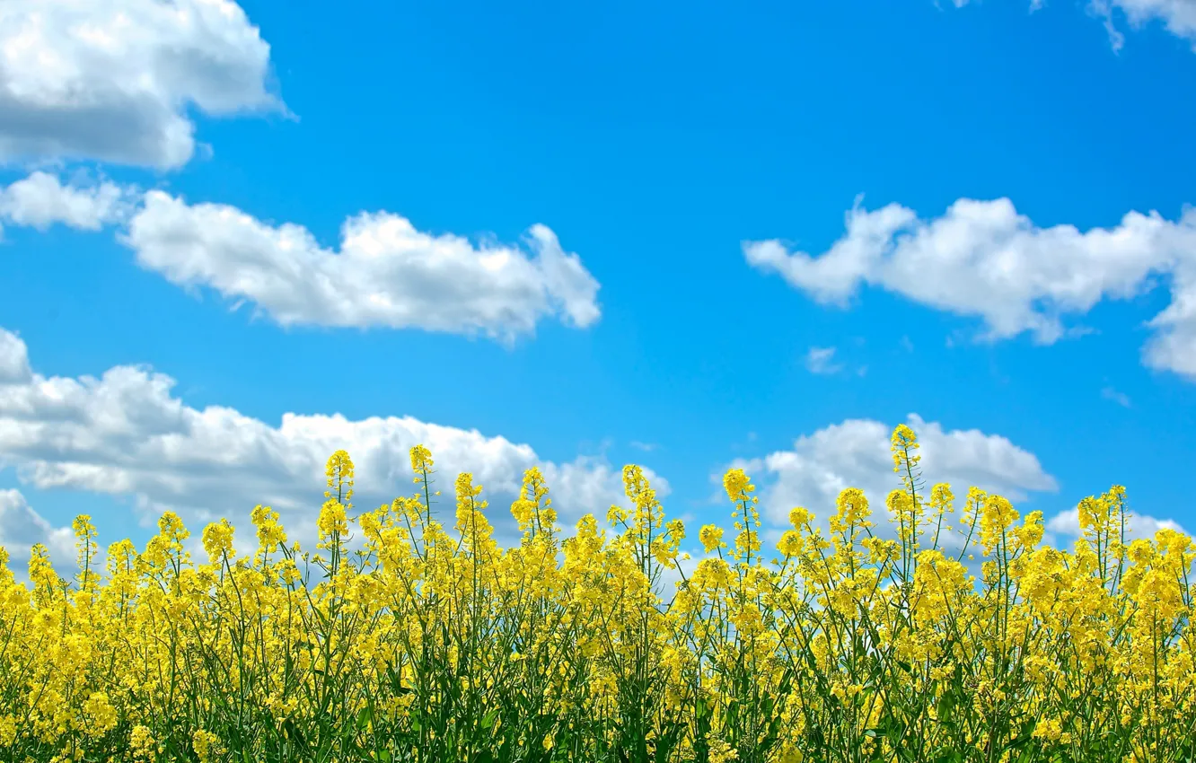 Photo wallpaper sky, yellow, blue, clouds, sunny, canola