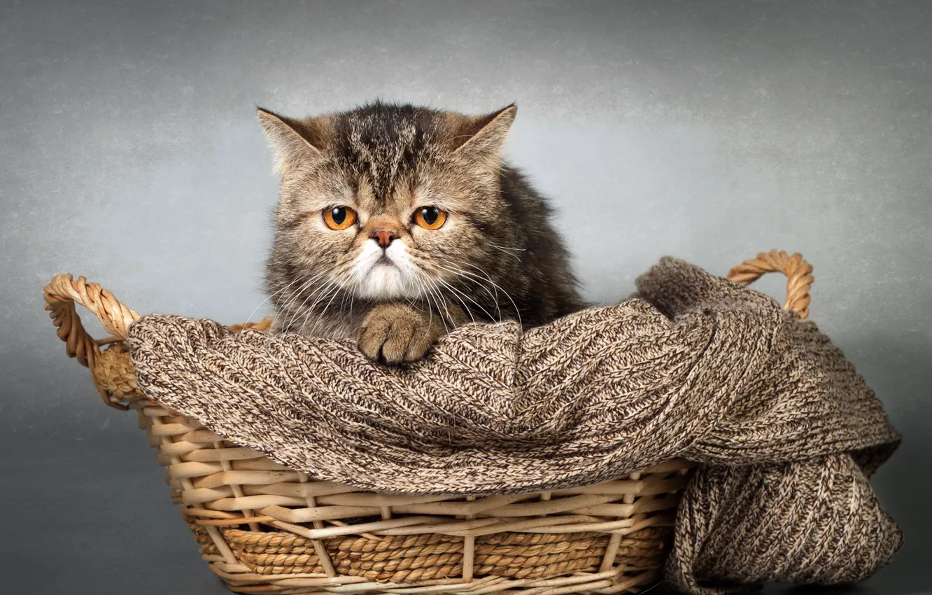 Photo wallpaper cat, basket, scarf