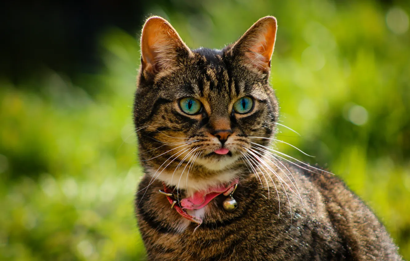 Photo wallpaper language, cat, cat, face, portrait, collar, bokeh