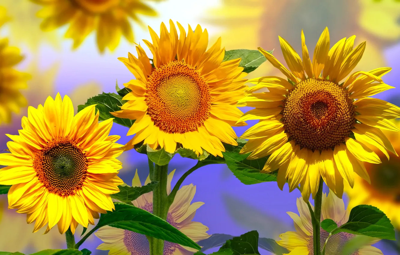 Photo wallpaper graphics, Sunflowers, flowers