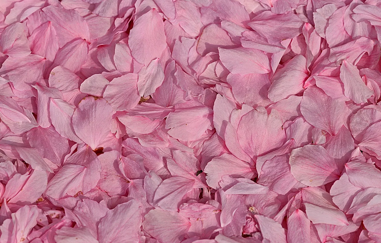 Photo wallpaper macro, petals, pink