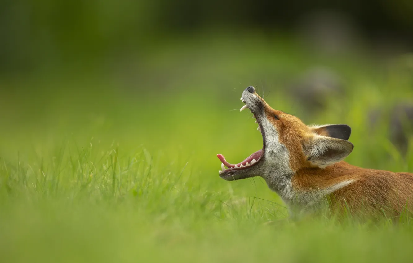 Photo wallpaper grass, nature, pose, mouth, Fox, profile, Zev