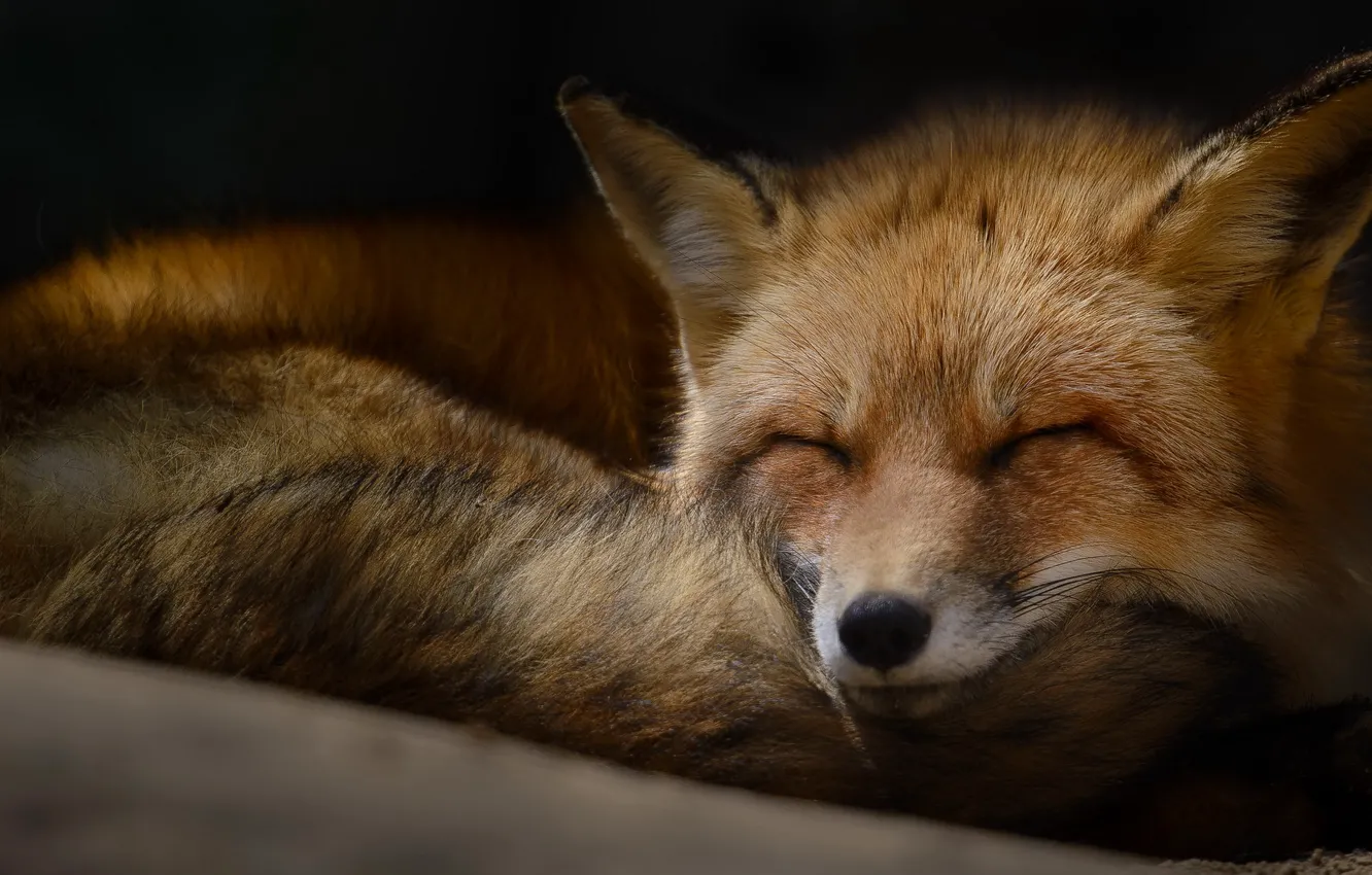 Photo wallpaper lies, the dark background, tail, Fox, sleeping, face, sleep