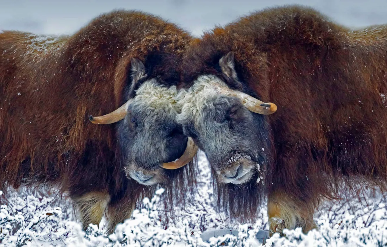 Photo wallpaper snow, wool, Alaska, horns, USA, musk ox