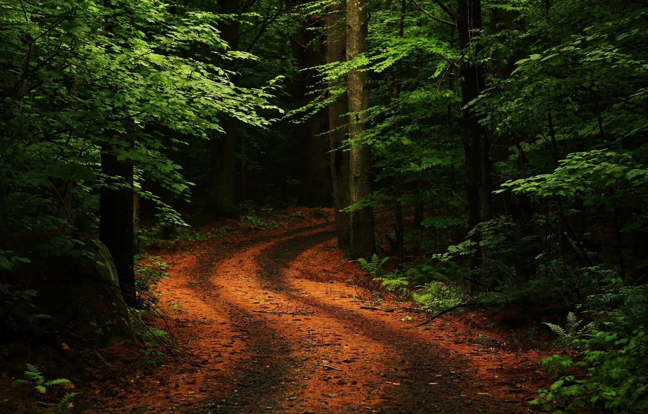 Photo wallpaper forest, trees, landscape, nature, plant, forest, trees, landscape