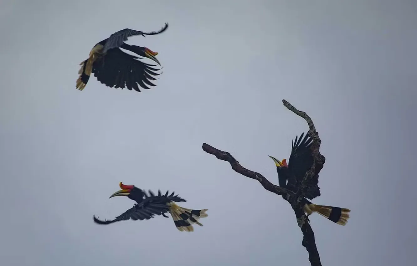 Photo wallpaper birds, animal, Rhinoceros Hornbill, Buceros Rhinoceros