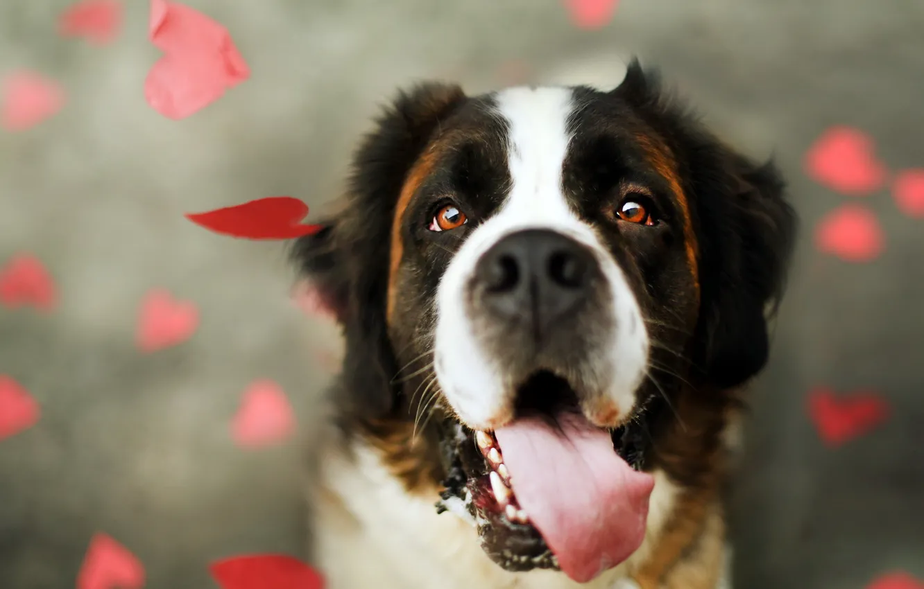 Photo wallpaper look, each, dog