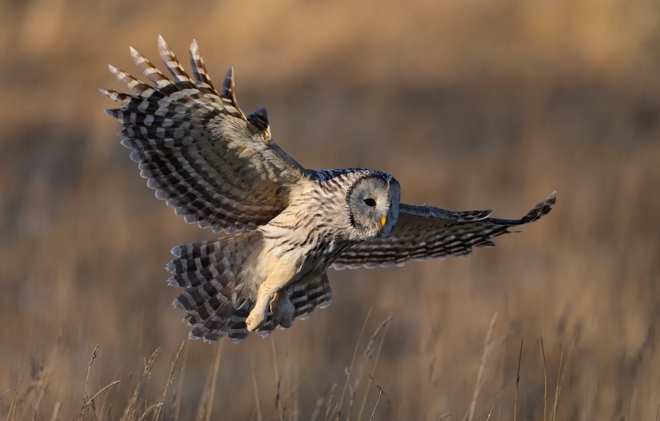 Photo wallpaper flight, nature, owl, bird, wingspan